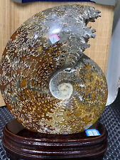 5.5LB Natural ammonite fossil Conch Quartz Crystal Mineral Specimen Reiki heal picture