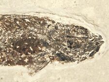 RARE Mioplosus FISH Fossil 50 Million Years Old W/ Stand Wyoming 563gr picture