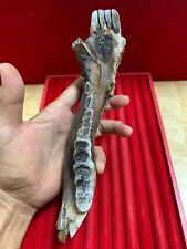 Wild Boar fossil Lower Jaw - tooth Beautiful Rare Amazing genuine picture