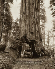 1870s Giant Sequoia Tree with Horse & Wagon Driving Through Photograph Antique picture