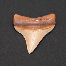 Chubutensis Shark Tooth Fossil picture