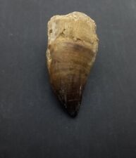 2.5 Inches Rare Mosasaur Tooth Fossil Prognathodon  teeth Morocco Fossilized  picture
