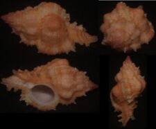 Tonyshells Seashells Chicomurex gloriosus PINK COLOR 44mm F+++/gem, superb pink/ picture
