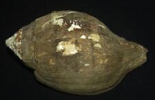 133 mm HEAVY Turbinella Pyrum Comoriensis Seashell + Operculum FROM SRI LANKA picture
