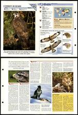 Common Buzzard #71 Birds Wildlife Fact File Fold-Out Card picture