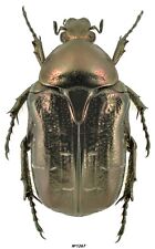 Coleoptera Cetoniinae sp. N IRI 21mm picture