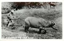 RPPC Postcard Harrowing the Field, Albay Philippines Water Buffalo & Wooden Plow picture