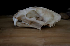 Clouded Leopard skull - high quality replica - FREE world wide shipping. picture