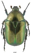 Coleoptera Cetoniinae sp. Greece 21mm picture