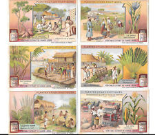 LIEBIG TRADE CARDS, USEFUL EXOTIC PLANTS 1909 Set of 6 Cards (S970 French). picture