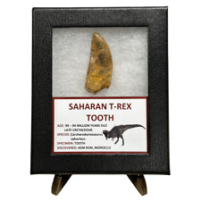 Saharan T-Rex Tooth picture