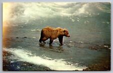 Postcard Alaskan Brown Bear searching Food in McNeil River Anchorage Alaska G 17 picture