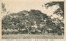 Japan The Pine Shiomi  of Awa Postcard C-1910 222-1905 picture