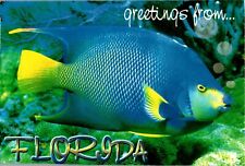 Greetings from Florida FL chrome Postcard picture