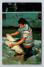 FL-Florida, Seminole at Indian Village Alligator Wrestling, Vintage Postcard picture