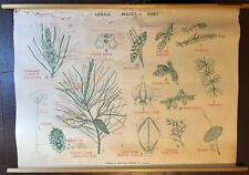 Antique vintage biological wall chart - conifer pines 42