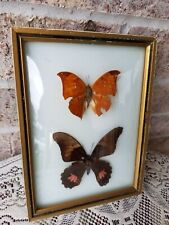 Vintage Real Mounted 2 Butterfly Shadow Box Framed Taxidermy Wall Art 5