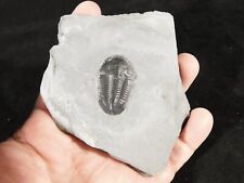Rare 510 Million Year Old Asaphiscus Trilobite Fossil Cambrian Utah 188gr *A picture