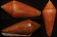 Tonyshells Seashells Conus lani RARE 42mm F+, dead taken, superb brown very rare picture