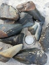 1lb. of Megalodon Teeth Fossils One pound lot, megalodon tooth fragments. Real picture