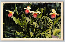 Minnesota~Showy Lady's Slippers The State Flower of Minnesota Vintage Postcard picture