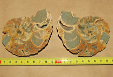 NICE PAIR Sliced and polished ammonite, Cretaceous of North Caucasus picture
