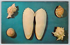 c1960s Sanibel Shells Island Florida Vintage Postcard picture