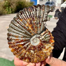 457G Rare Natural Tentacle Ammonite FossilSpecimen Shell Healing Madagasc picture