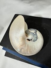 NAUTILUS SHELL LARGE POLISHED PEARLIZED WHITE PEARL CHAMBERED SEASHELL picture