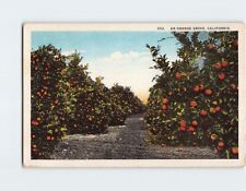 Postcard An Orange Grove, California picture