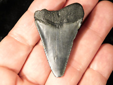 ANCESTRAL Great WHITE Shark Tooth Fossil 100% Natural 10.6gr picture
