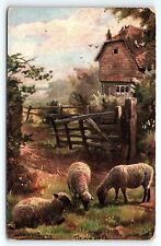 1906 TUCKS HARRY PAYNE THE OLD GATE GRAZING SHEEP FARM OILETTE POSTCARD P2919 picture