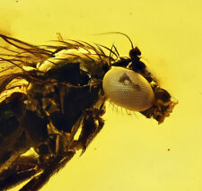 Amazing Eye Facets Dolichopodidae (Fly), Fossil Inclusion in Baltic Amber picture