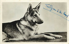 RPPC Postcard Belgian Malinois.or German Shepherd type Dog Named Teddy picture