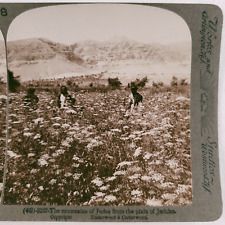 Jericho Plainsman Flowers Palestine c1900 Underwood Mountains Judea Field B1625 picture