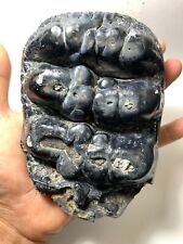 Beautiful Stegolophodon sp. Fossil Tooth Rare Amazing Genuine picture