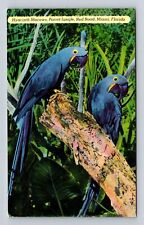 Miami FL-Florida - Birds - Hyacinth Macaws, Parrot Jungle, Vintage Postcard picture