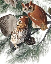 Art Oil painting bird Little Screech Owl or Mottled Owl John James Audubon picture