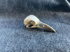 Realistic Crow Skull picture