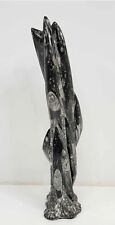 Large Orthoceras Cephalopod Fossil Tower - 21.5 in. Tall - Beautiful Piece picture