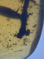 Amazing ROOTS On Branch With Leaves, Botanic Fossil Genuine Burmite Amber, 98myo picture