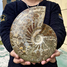 7.16LB Rare natural polished Natural conch fossil specimens of Madagascar picture
