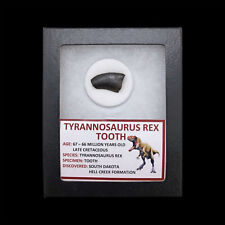 Tyrannosaurus Rex Tooth picture
