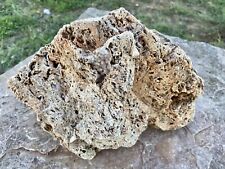INTRIGUING* 14 LB Fossil Coral Rock Botryoidal Chalcedony & Druzy Sparkle~TX picture