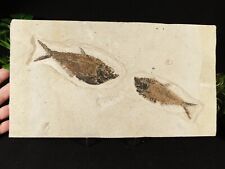 wOw TWO Big Green River Formation Diplomystus FISH Fossils Wyoming 2363gr picture