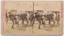 MONTANA SV - Outfitter's Horses & Tents - TW Ingersoll 1880s picture