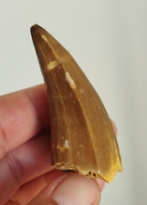 Mosasaur Fossil tooth - great quality Tylosaur tooth picture
