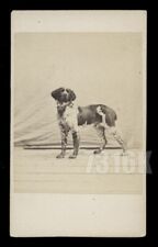 Excellent 1860s CDV English Springer Spaniel Dog Antique Photograph 1800s picture