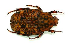 COLEOPTERA, CETONIINAE, PORPHYRONOTA MACULATISSIMA from DRC picture