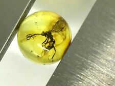 BALTIC AMBER Round Bead Piece With INSECT NOT DRILLED For Ring Pendant 13380 picture